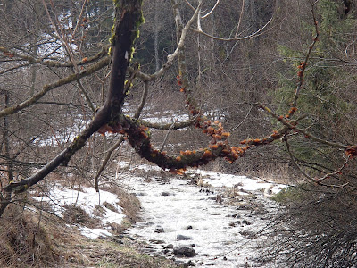 Pieniny, Rezerwat Biała woda, grzyby 2017, grzyby zimowe, grzyby w Pieninach