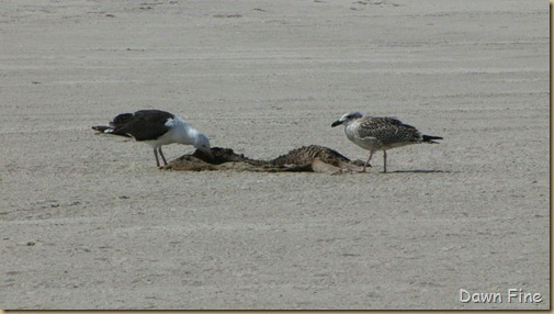 Birding south beach_057