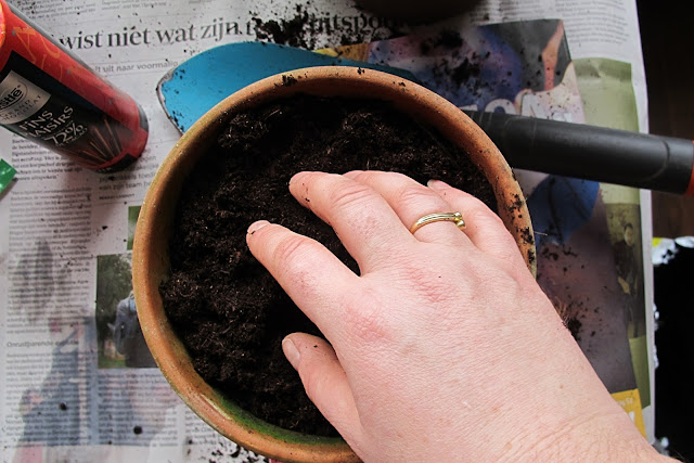 moestuin deel 1 : het begin