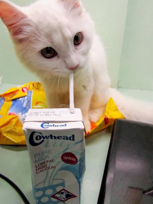 25 Thrilling Images That Made Our Day - A smart cat that learned to drink milk through a straw