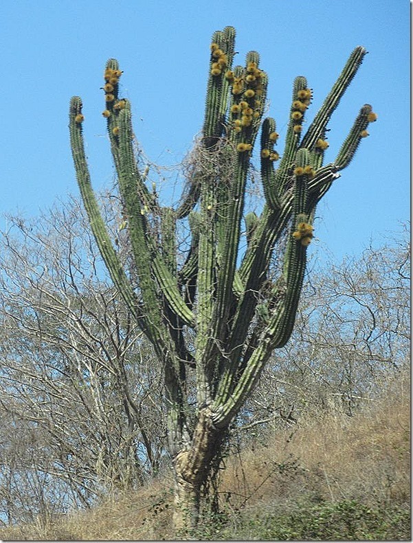 2018-3-22-cactus-in-bloom_thumb3_thu