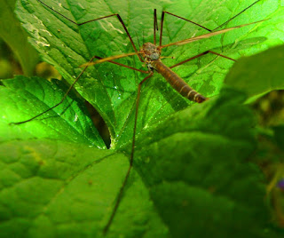 Insekten, insekte, insektet, intsektuak, insekti, Насекоми, insekter, insects, Putukad, Hyönteiset, insectes, έντομα, serangga, feithidí, skordýr, insetti, 