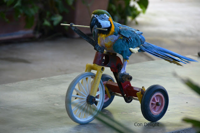 parrot on bicycle