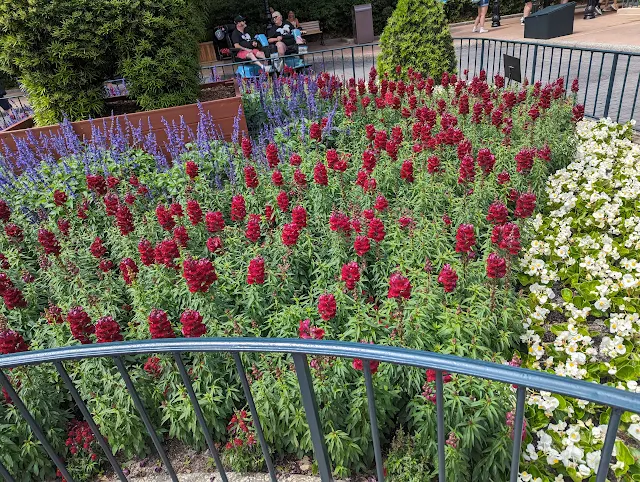 Annual Flowers at Disney's Epcot Flower and Garden Festival