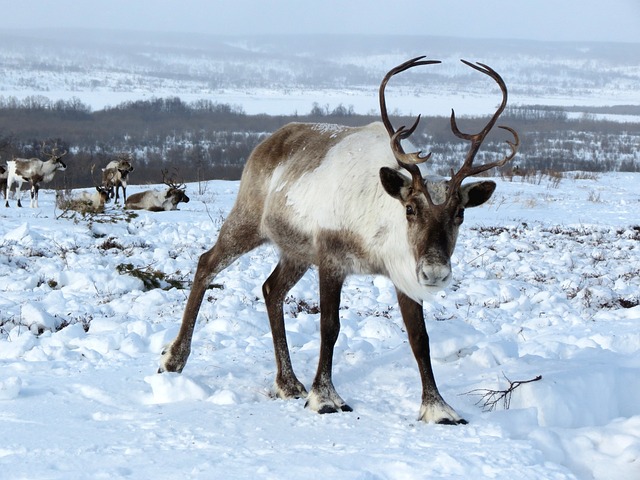 Reindeer facts and information