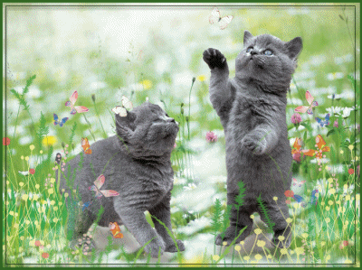 Gif de gato