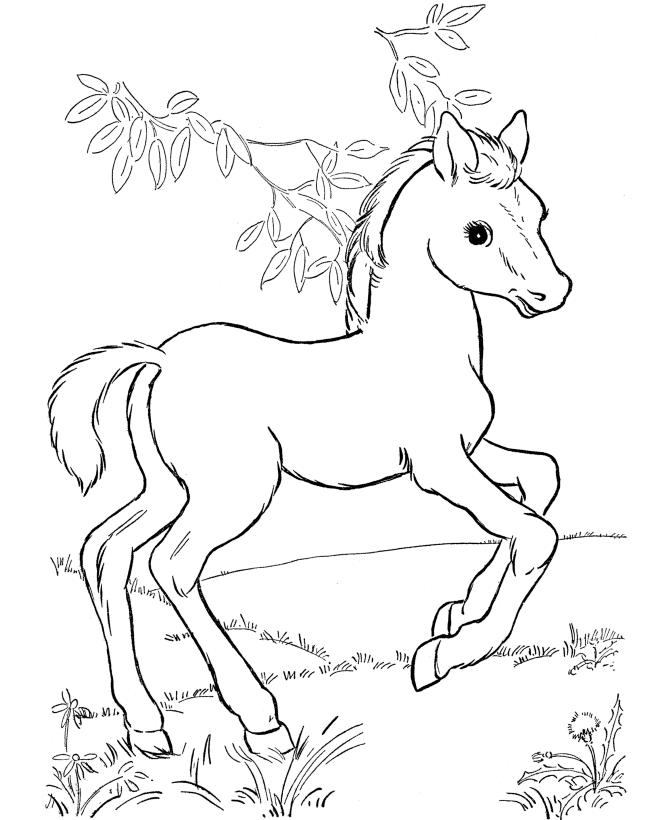 Horses To Color 1