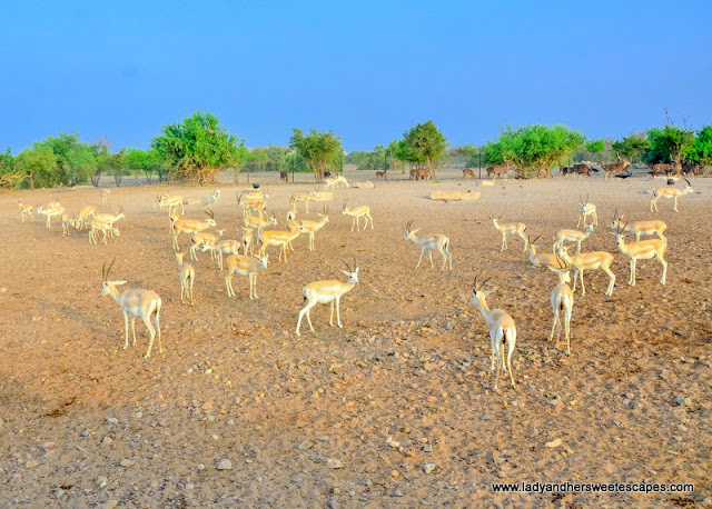 Arabian Sand Gazelles in Sir Bani Yas