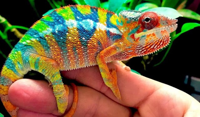 General Chameleon Care