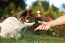 A Well-Trained Dog Is A Happy, Safe And Healthy Dog!