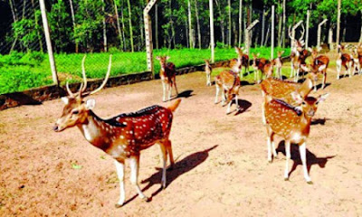 হিলসডেল মাল্টি ফার্ম : প্রকৃতির মাঝেই অনন্য সম্ভাবনা