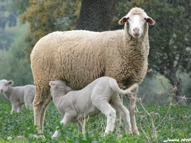 Ovejas en Alange, Badajoz