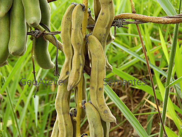 Vagens verdes e maduras de mucuna-preta (Stizolobium aterrimum)