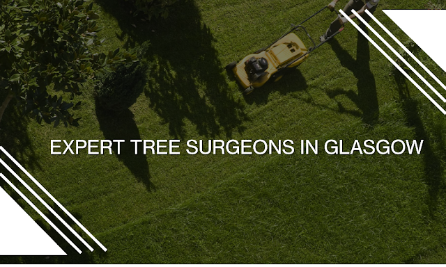 tree surgeon in glasgow
