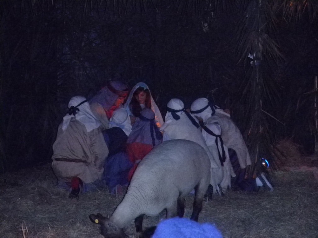 Brewhouse puppy raisers: Sheep and cows and donkeys, oh my!