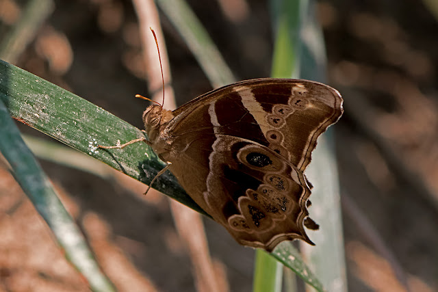 Lethe europa the Bamboo Treebrown butterfly