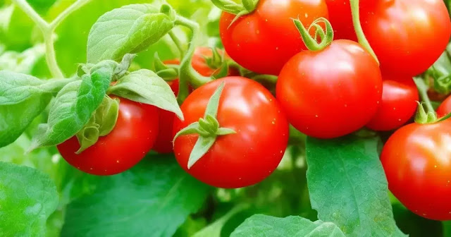 7 Surprising Health Benefits of Tomatoes