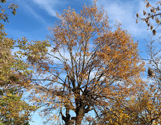 Can you spot Bekir in the Oak Tree?