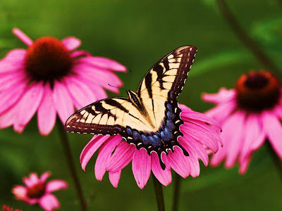 Beautiful Butterfly Normal Resolution Wallpaper 19