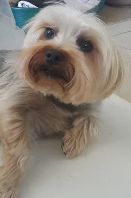 Leila small Yorkie girl