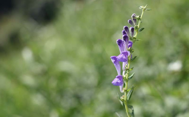 Baikal Skullcap Flowers Pictures