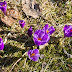Колочава. Праздник фиолетового цвета на фоне снежных гор