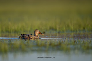 Wildlifefotografie Löffelente Ochsenmoor Olaf Kerber