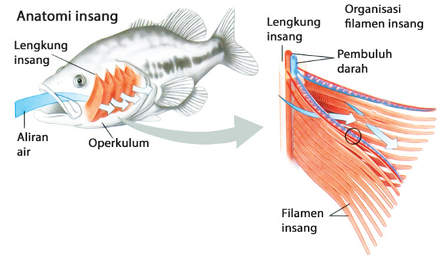  Nama  Organ Gerak Ikan Dan  Fungsinya