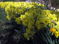 Gredica cvetočih narcis