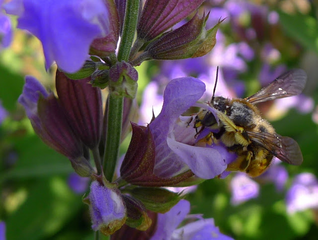 Common Sage Flowers and Bee