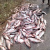 गाजीपुर में अनियत्रिंत होकर मछलियों से भरा पिकअप पलटा, सड़क पर बिखर गई हजारों मछलियां