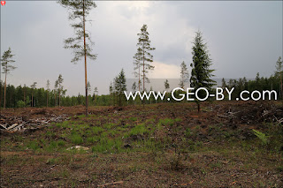 Deforestation in Puszcza Nalibocka