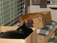 pet pictures 008