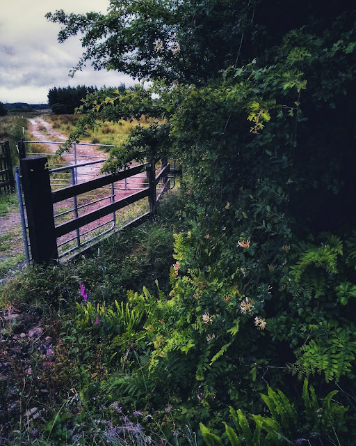 green countryside, Moycullen area