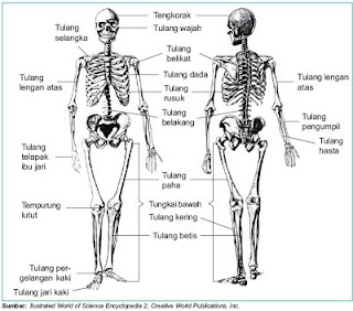 http://soalkita1.blogspot.com/2018/07/tubuh-manusia-lengkap-tentang-fungsi.html