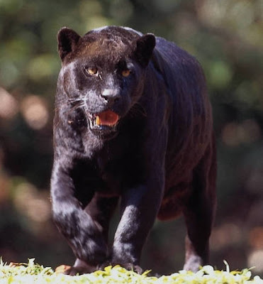 jaguar negro