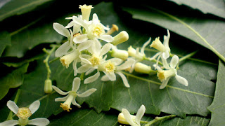 NEEM FLOWER 