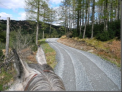 galloway forest 160412 006