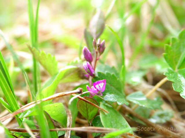 Polygala japonica