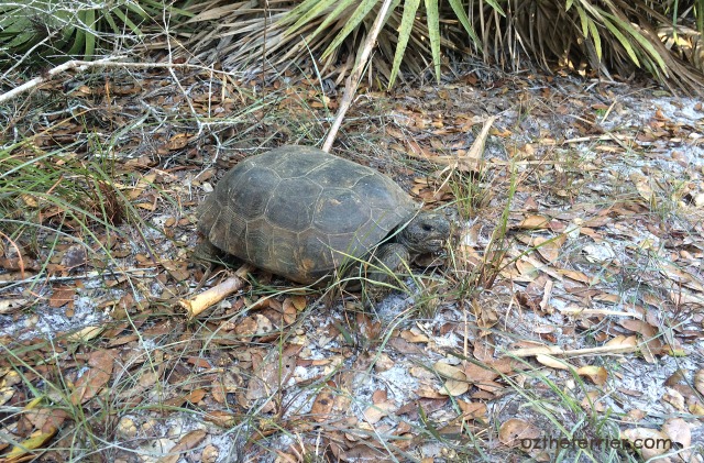 Oz the Terrier finds a threatened Gopher Tortoise in Koreshan Historic Site
