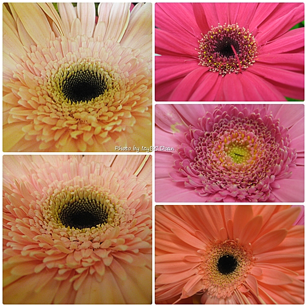 The many beautiful shades of pink Gerbera daisies are beautiful to see