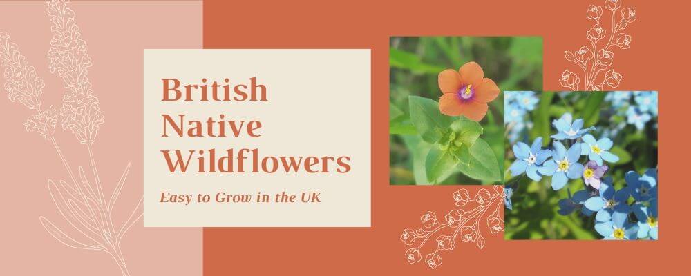 British Native Wildflowers