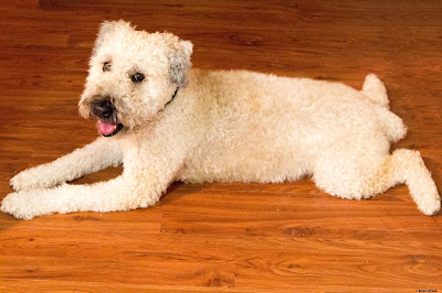 Bono, our old soft coated wheaten terrier, cools off on the wooden floor in Miami, FL. © Evan's Studio