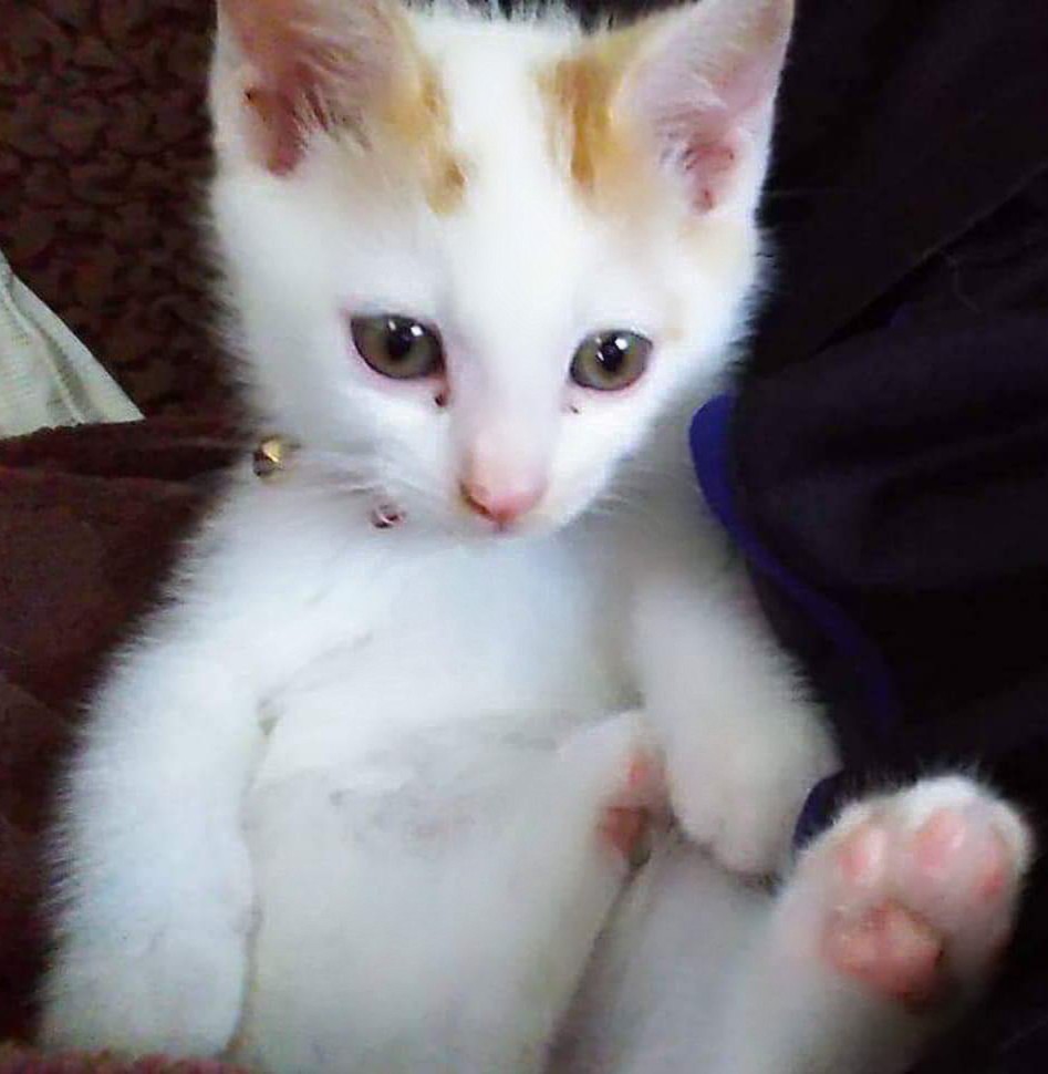 第二弾 癒やし猫の不可解なポーズ動画編 ブロッコリーの猫パンチ