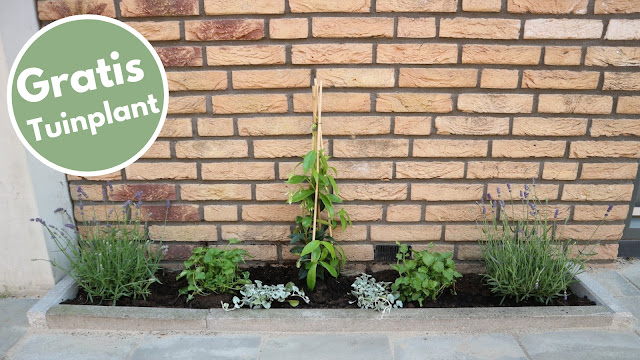 Gratis Tuinplant