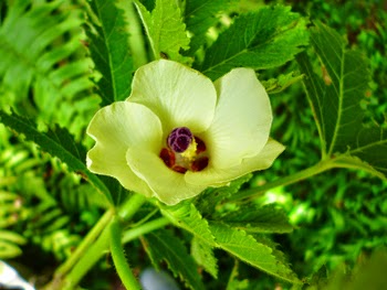 Flower of  Ladies finger (Bandakka)