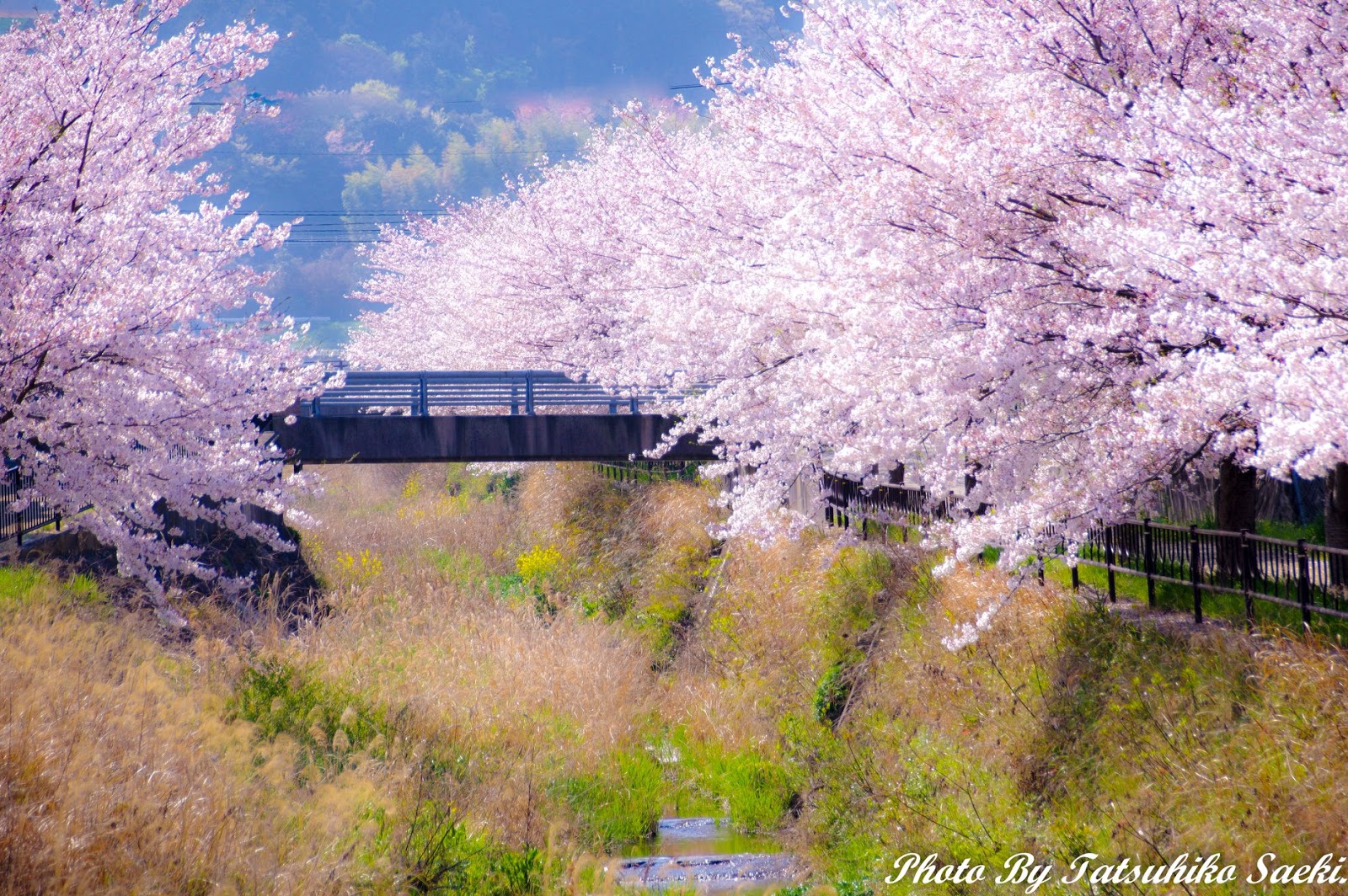 小倉南区を流れる志井川の桜並木 Gmtfoto Kitaq