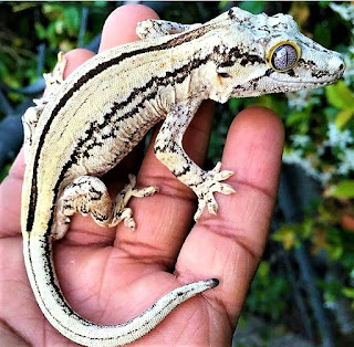 gecko gargula terrario