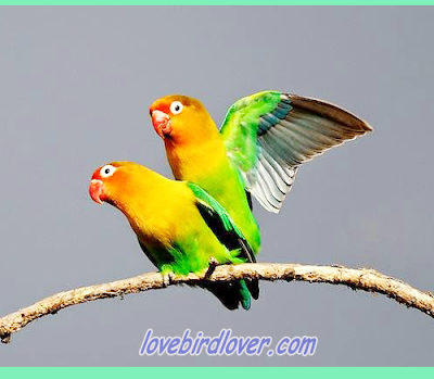 Cara mudah menjodohkan Lovebird