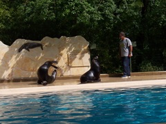 2009.05.22-039 spectacle d'otaries